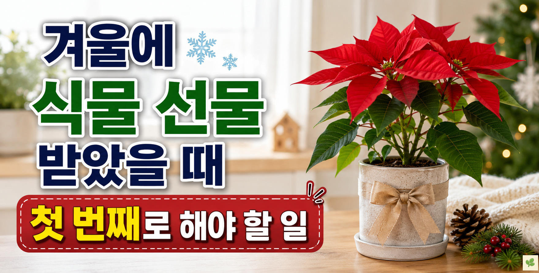 겨울에 식물 선물 받았을 때 첫 번째로 해야 할 일