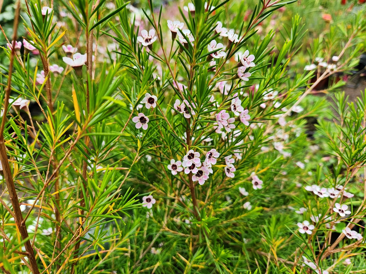 왁스플라워(솔매화)