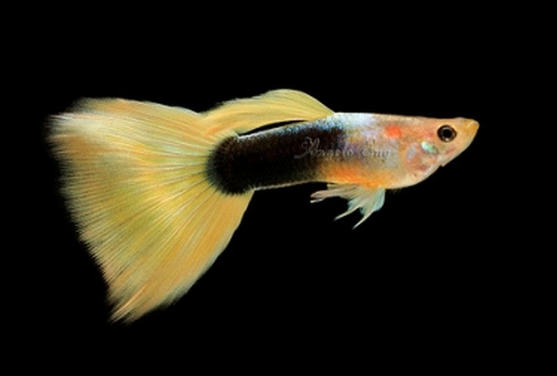 &copy; Golden Tuxedo Male Guppy, Realaquatics