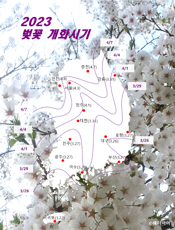 2023 벚꽃 개화시기
