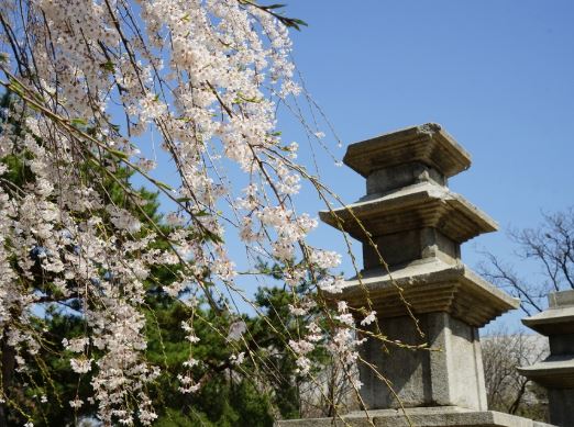 용산 벚꽃