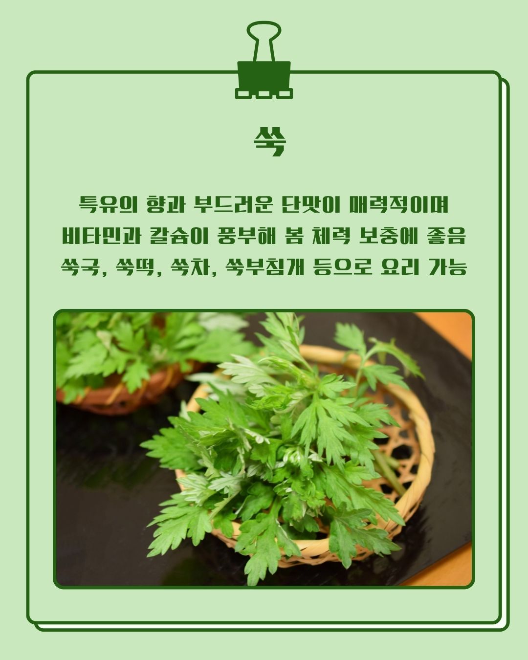 갱년기 피로와 혈액순환에 도움을 주는 봄나물 쑥 이미지