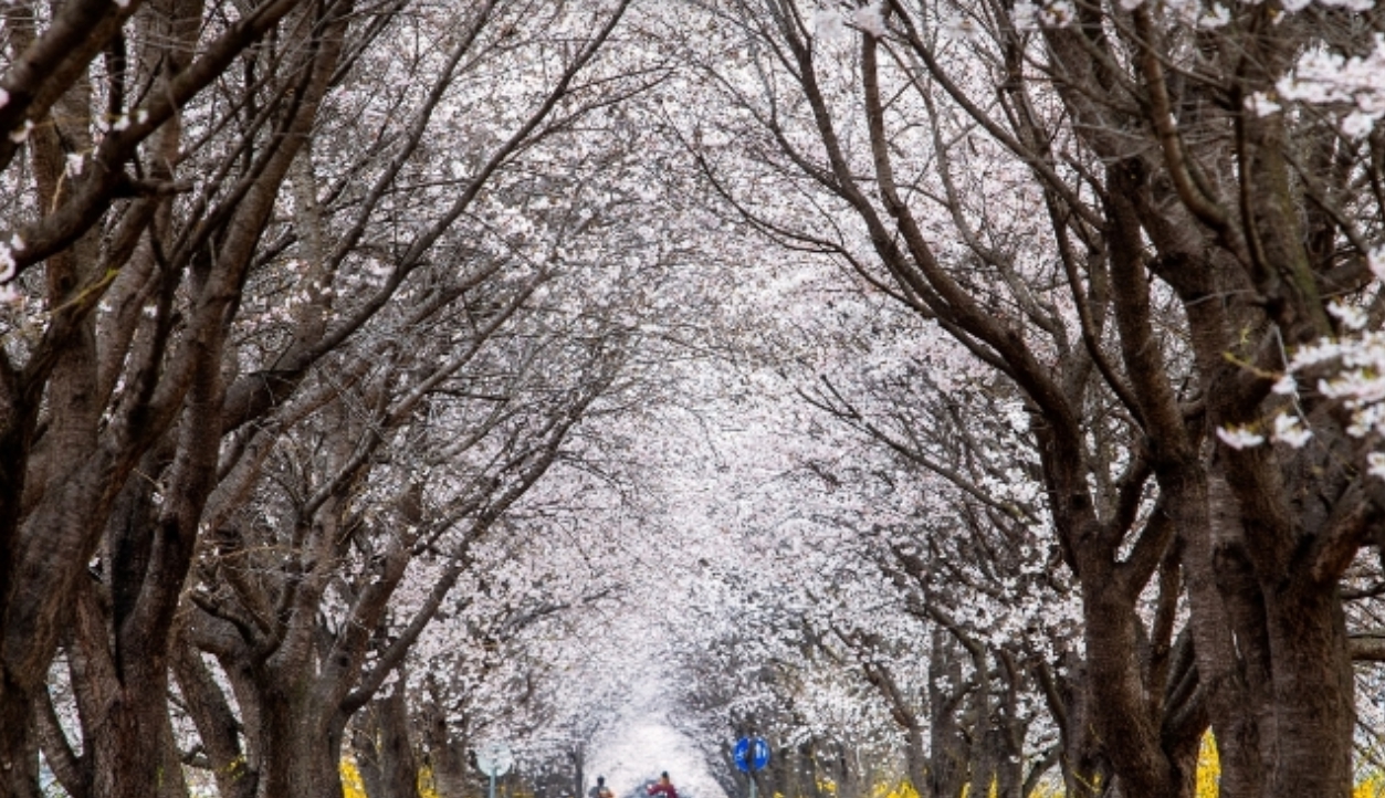 보은 벚꽃터널