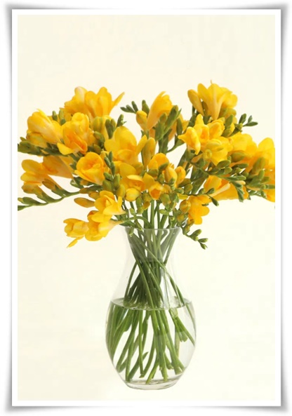 "프리지아" 봄을 알리는 황금빛 향기, 그 매력과 재배의 모든 것!