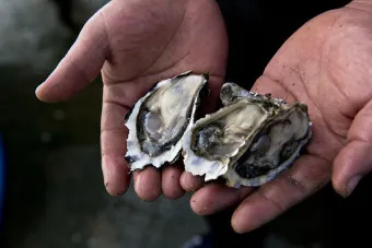 세척이 되지 않은 굴