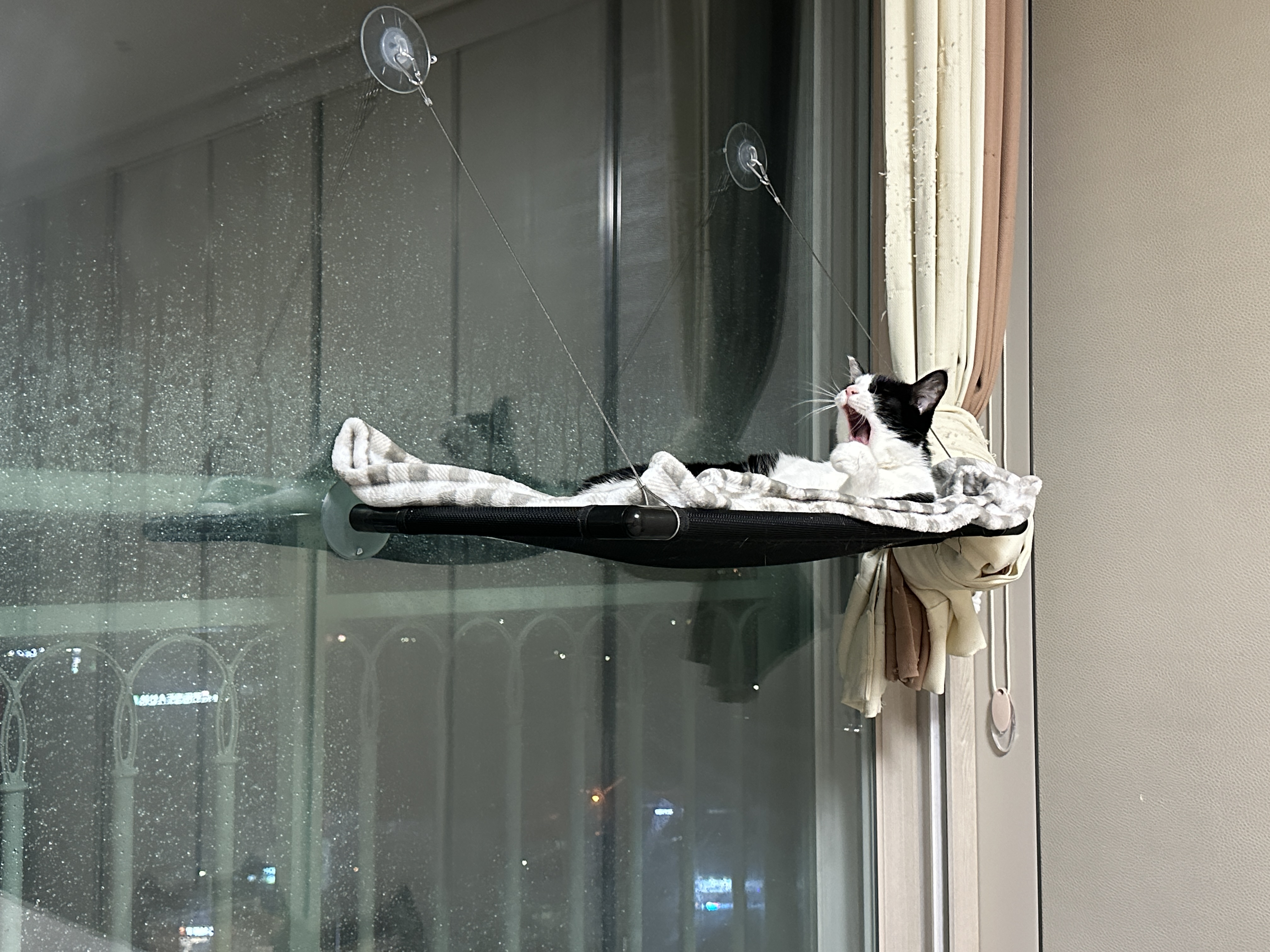 창문_해먹_위에서_하품_하는_젖소냥이_두리