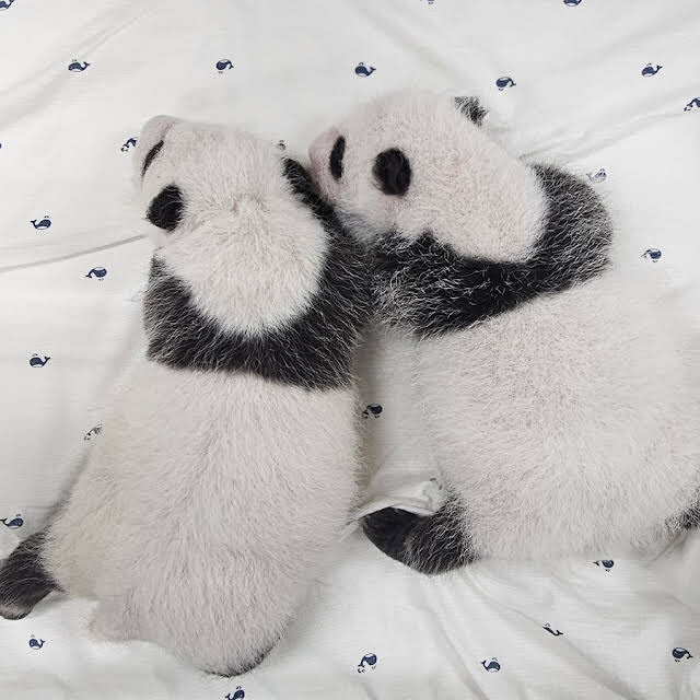 푸바오 쌍둥이동생