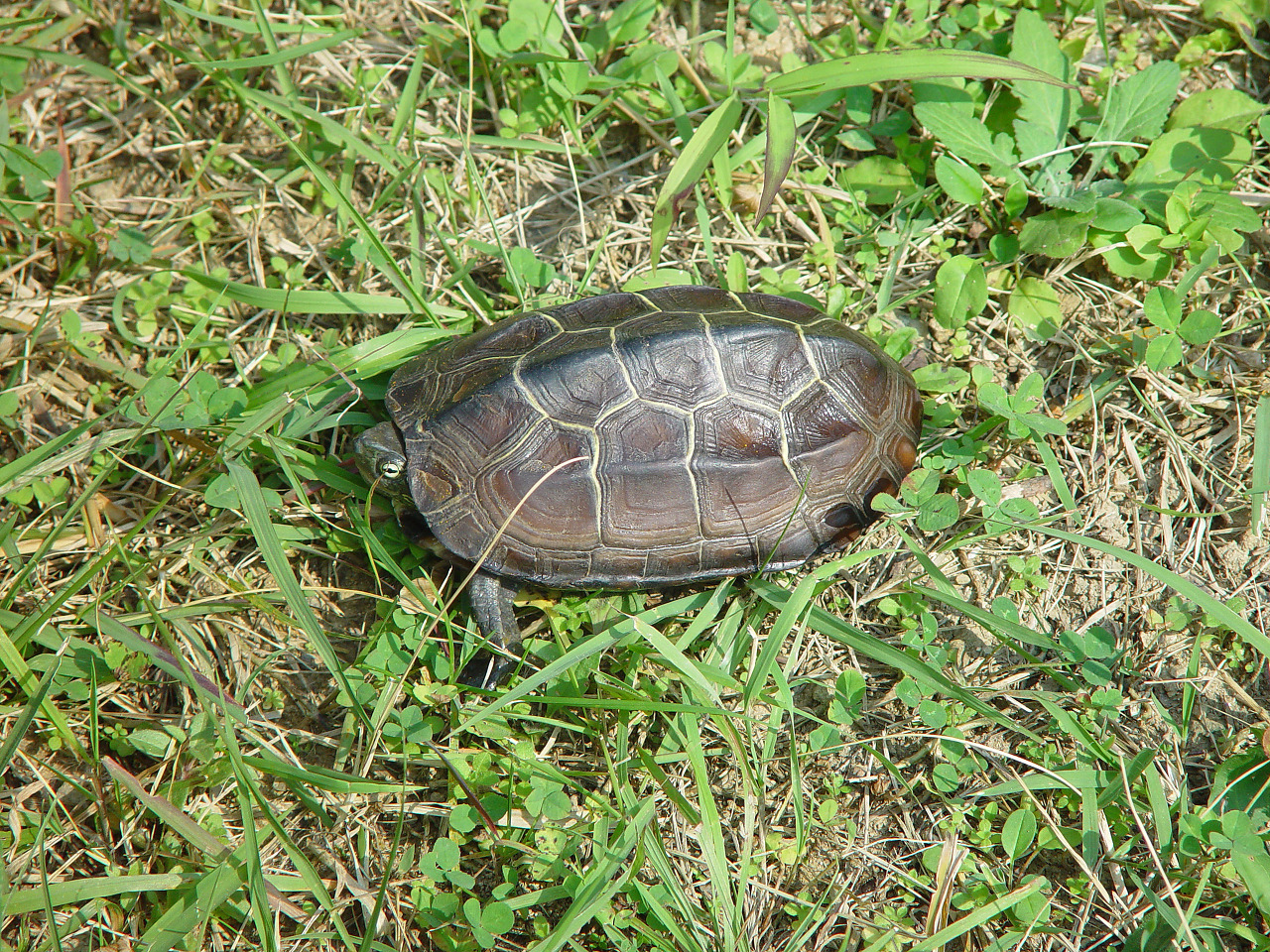 토종거북 천연기념물 남생이