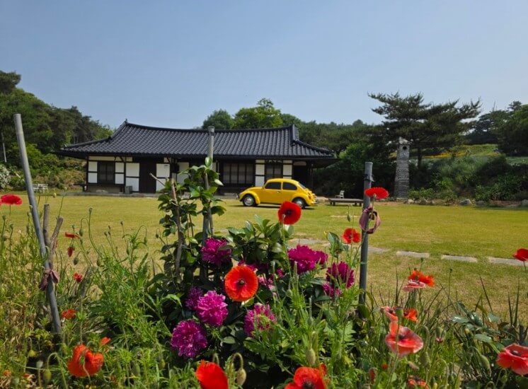 고창청농원 라벤더 축제