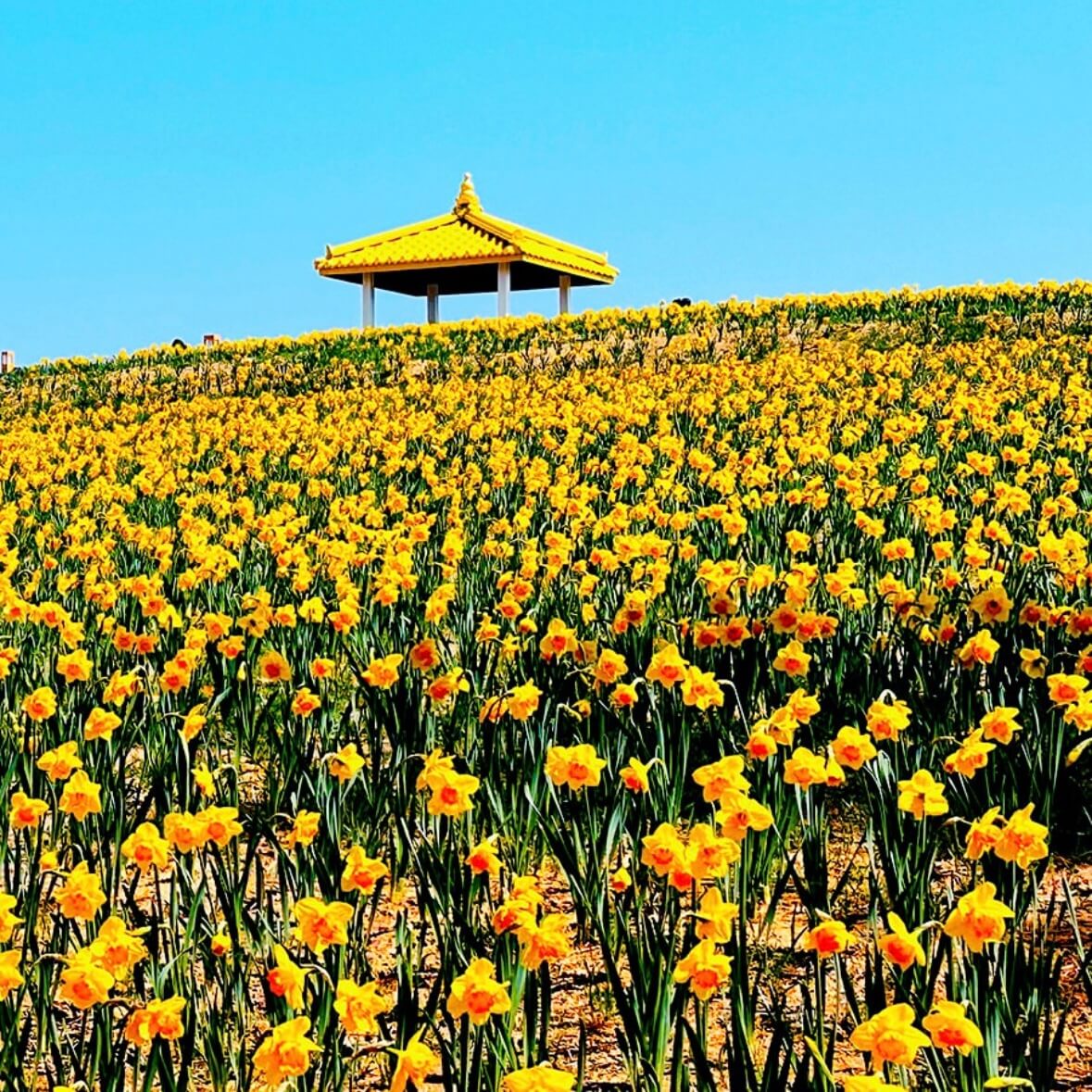 신안 선도 수선화 축제
