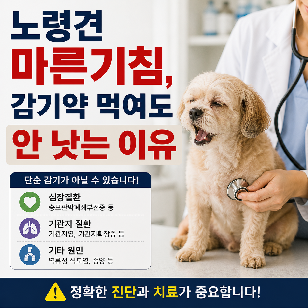 노령견 마른기침