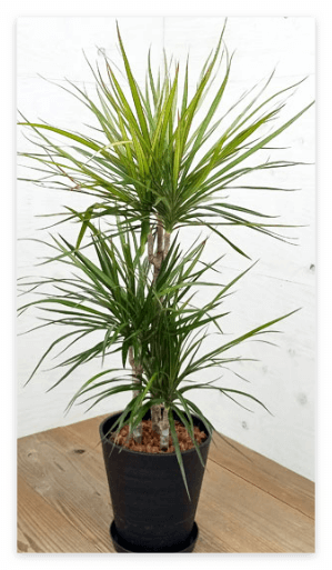 드라세나 마지나타 물주기 키우기 가지치기 알아보기