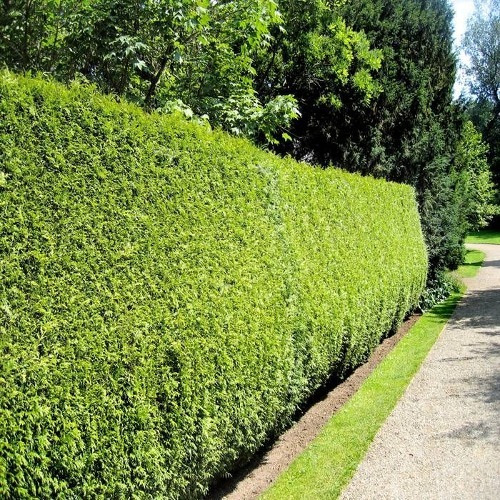 [정원수목]모기&middot;해충 줄이는 정원수 추천 10가지