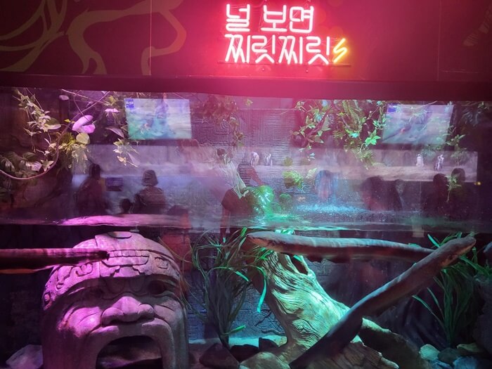 부산 아쿠아리움&#44; 전기뱀장어