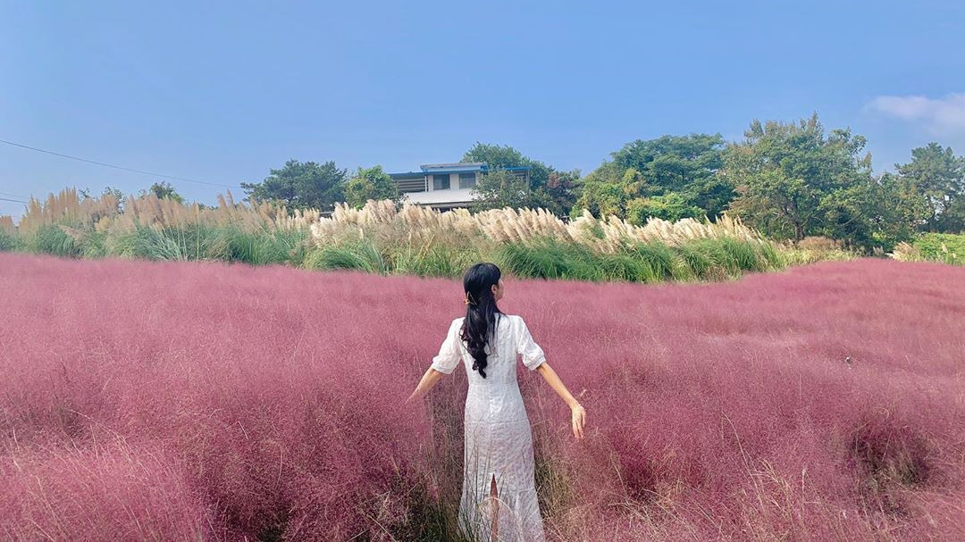 고창 청농원 핑크뮬리 시즌 일정