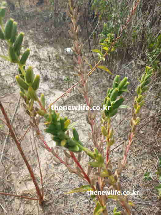 달맞이꽃종자유 효능 혈관 건강