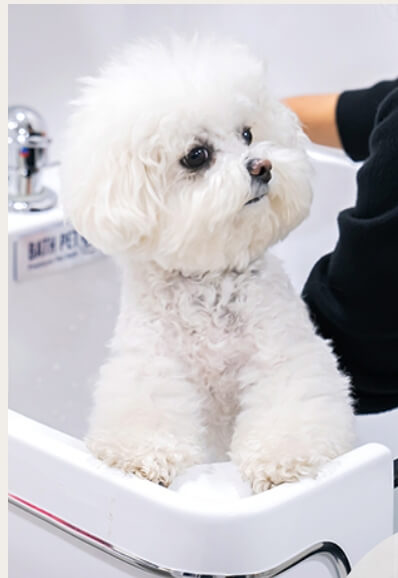 강화도 펜션 강화도 팬션 애견펜션