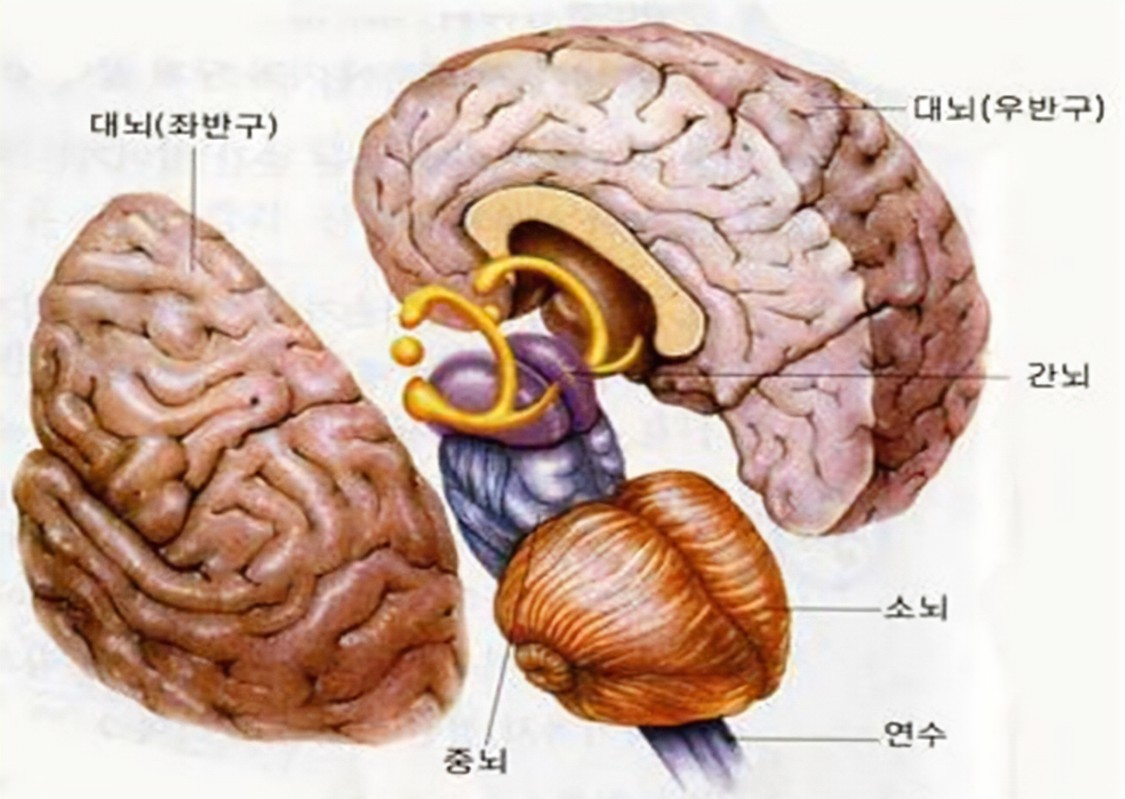 신경계