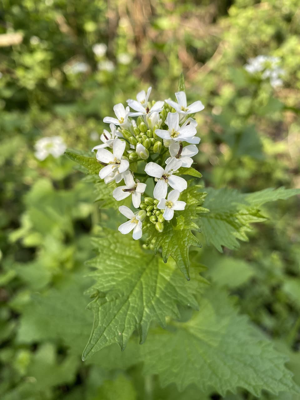구기자 열매 &ndash; 항산화 성분과 노화 방지 연구 결과