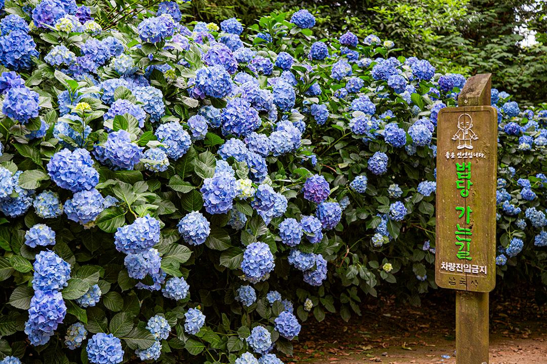 제주 남국사 수국길 완벽 가이드: 개화 시기, 포토존, 교통 총정리