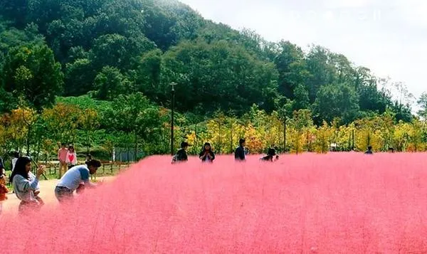 함안 악양생태공원 샤스타데이지 꽃밭 완벽 관람 가이드_1