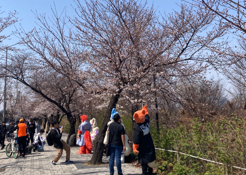 여의도 벚꽃