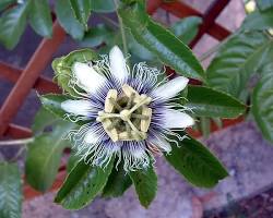 시계초 이미지 사진