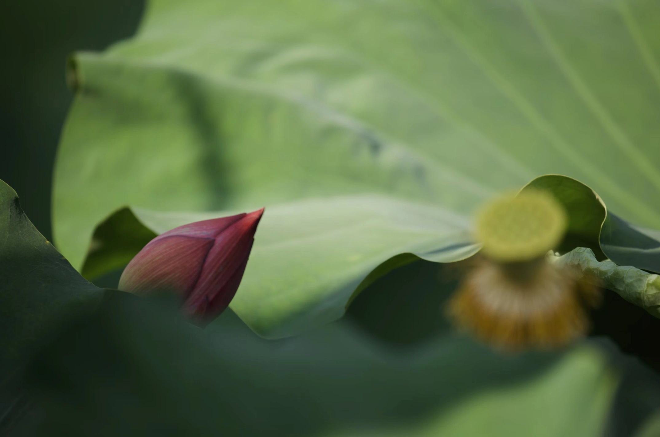 연잎차 마시는법