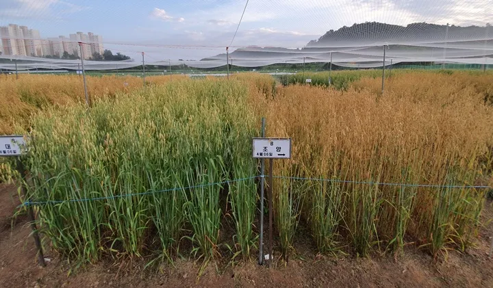 귀리 재배 봄 파종 배수 관리 비료량 조절_8