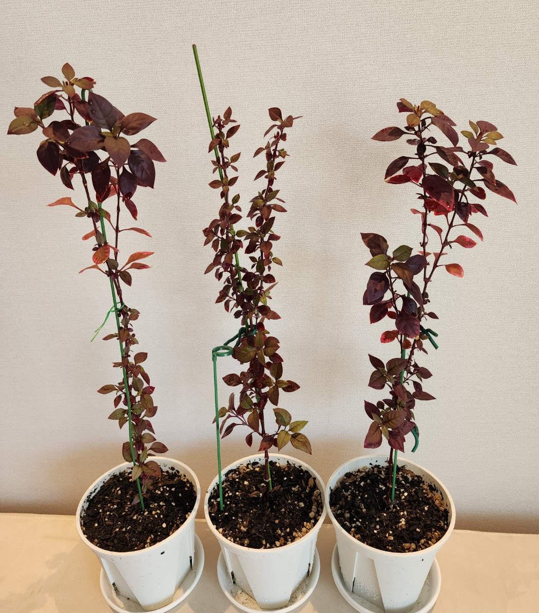 홀해3월의 퍼플프린스