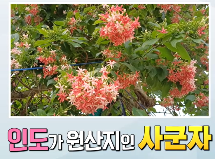 전립선 비대증에 좋은 사군자