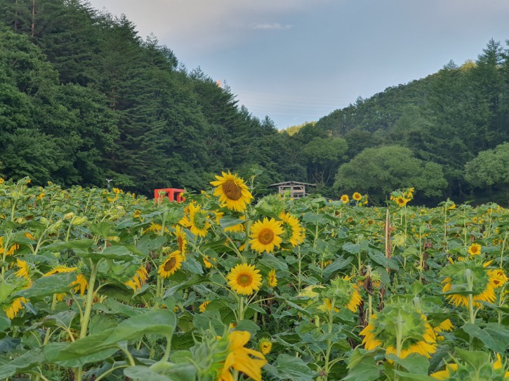 태백 해바라기축제