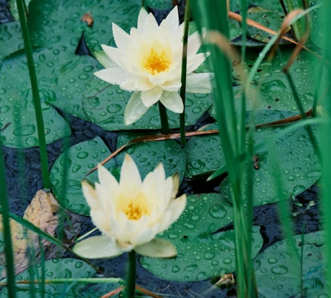 장마 한자