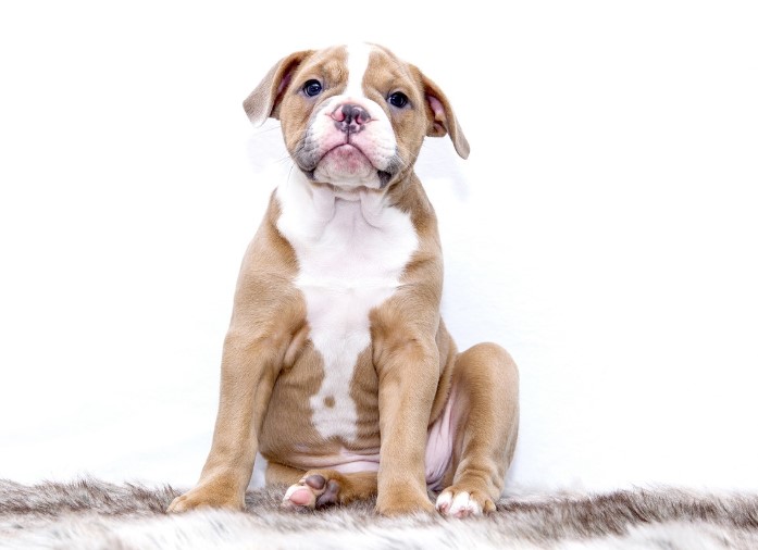 잉글리쉬 불독