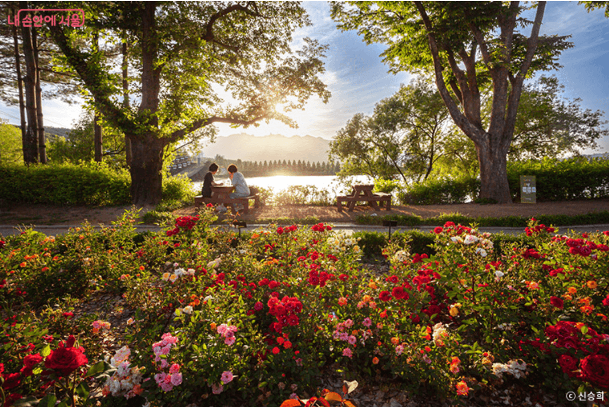 서울대공원 장미원축제
