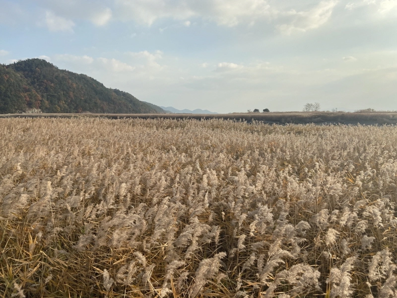 순천만습지 용산전망대