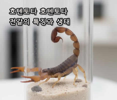 호텐토타 호텐토타 전갈의 특징과 생태