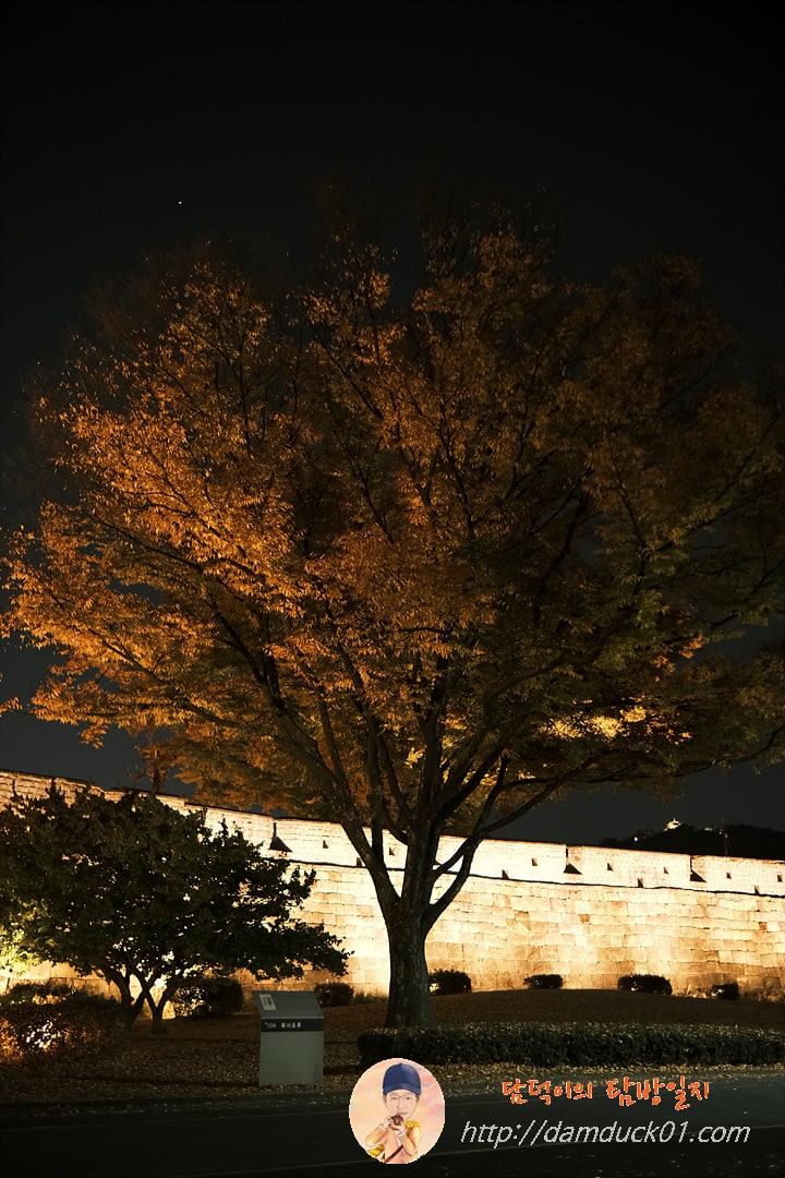 수원화성 은행나무 고목