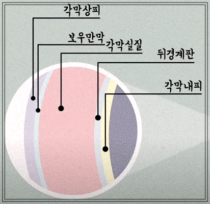 각막의 구조