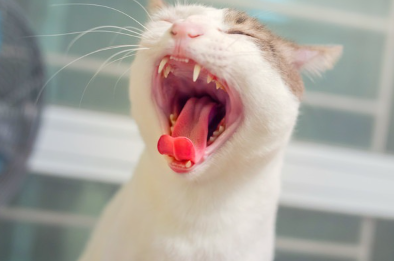 입을 벌리고 있는 고양이.