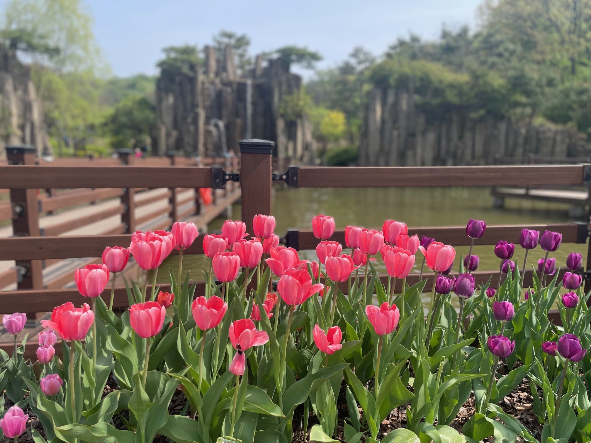 [4월 봄꽃 축제]부천 무릉도원수목원 튤립 축제❘방문후기, 맛집 정보