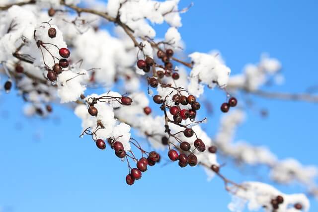 마가목 효능 총정리