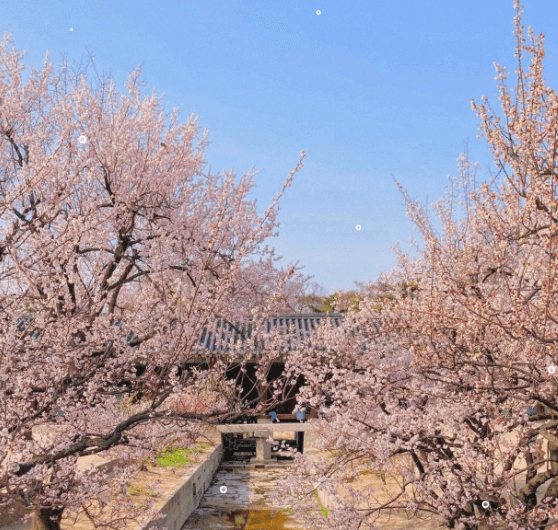 서울 벚꽃 명소 경복궁 창경궁