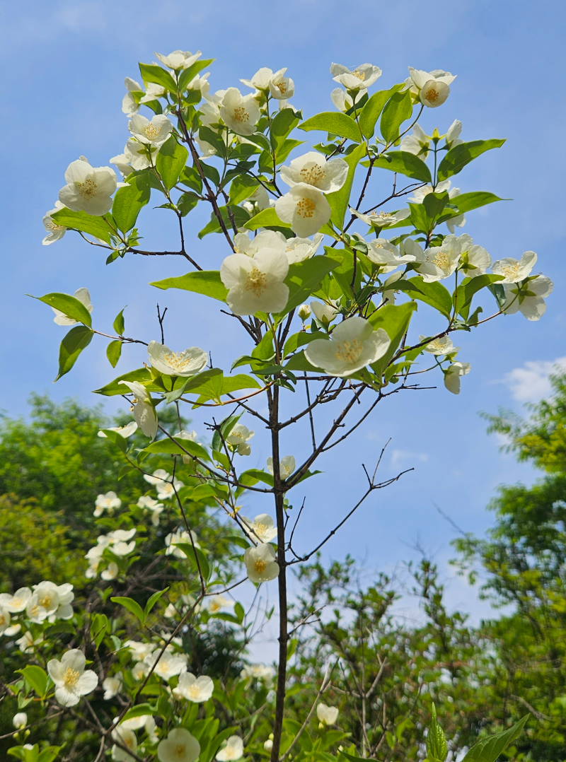 고광나무 수형 1
