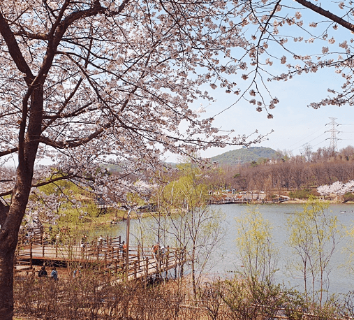 인천대공원벚꽃