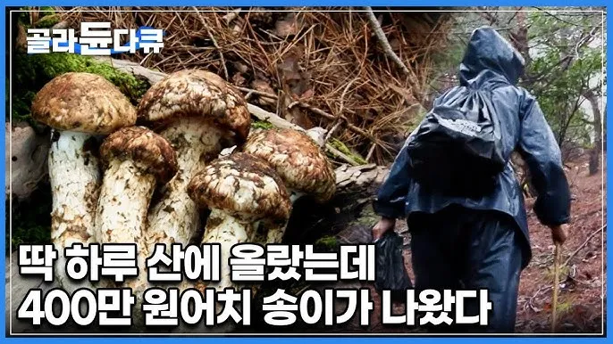 송이버섯 채취시기가격 정보를 확인_1