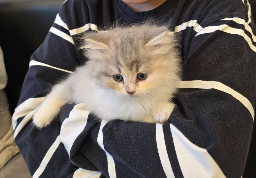 볼터치가 있는 아기고양이