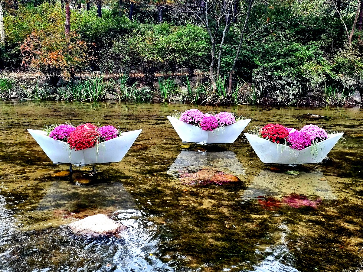 다시 찾아간 2024 인제 가을꽃축제: 국화&amp;#44; 야생화&amp;#44; 수변산책로&amp;#44; 숲 속 꽃길의 매력