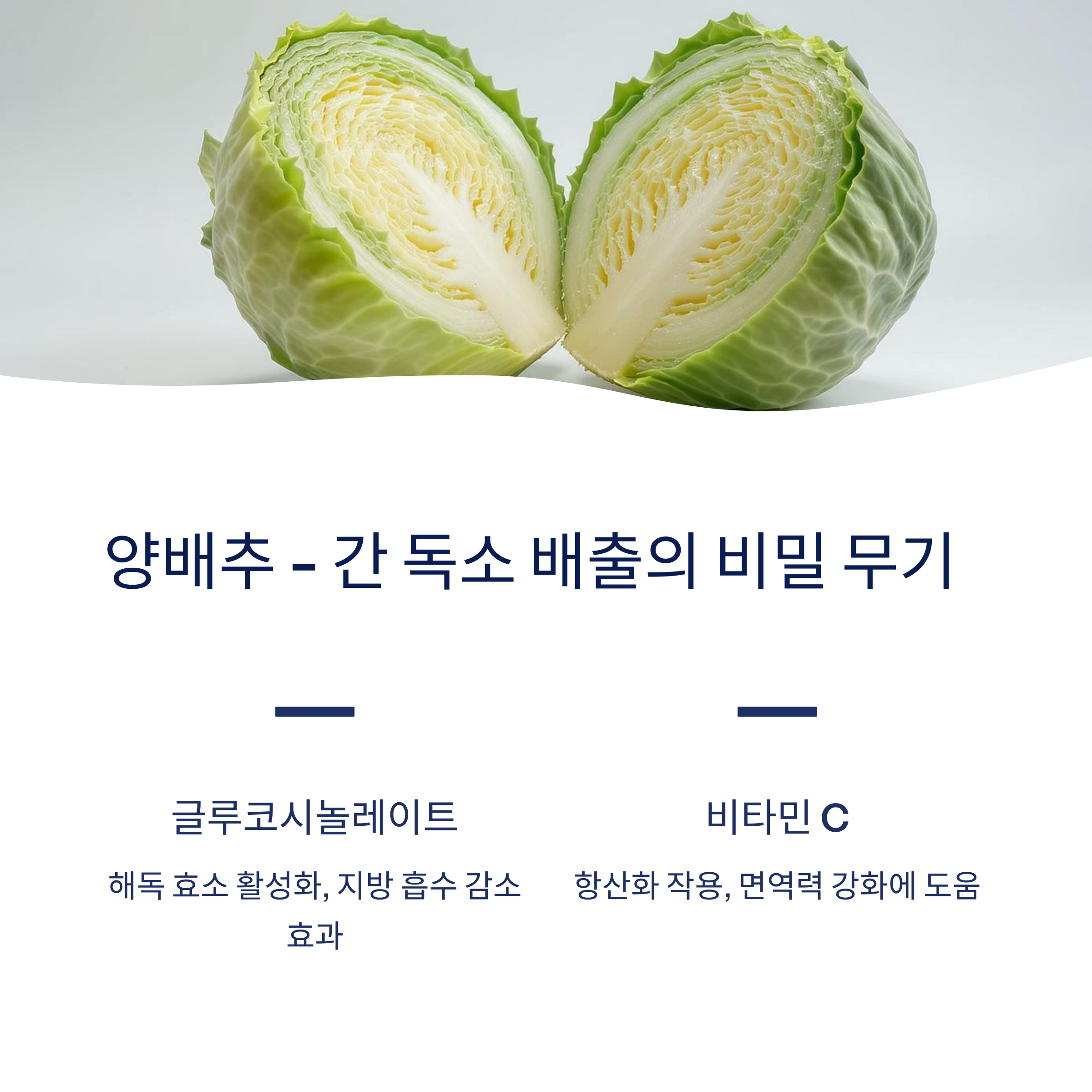 양배추 간 독소 배출