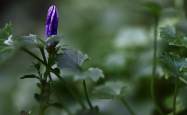 기관지 건강, 면역력 향상, 항염 효능까지 담은 도라지 총 정리 (2025 최신)